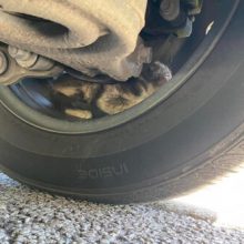 Котёнок спрятался в ободе колеса, но был оттуда извлечён