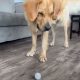 Пёс, который принял яйцо за мячик, разбил новую «игрушку»
