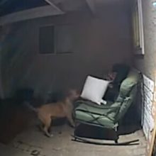 Соседский пёс явился в гости, чтобы украсть подушку