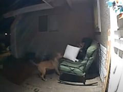 Соседский пёс явился в гости, чтобы украсть подушку