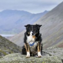 Собака, которая 11 лет работала в горах и спасала жизни, вышла на пенсию с орденом