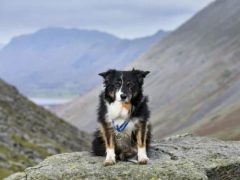 Собака, которая 11 лет работала в горах и спасала жизни, вышла на пенсию с орденом