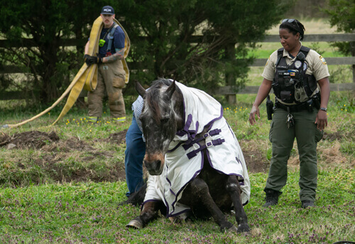 Лошадь, повалившаяся на бок в канаву, получила помощь
