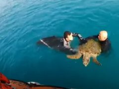 Береговая охрана спасла истощённую морскую черепаху