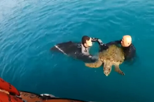 Береговая охрана спасла истощённую морскую черепаху