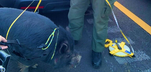 Офицер, поймавший свинью, использовал вместо поводка рулетку