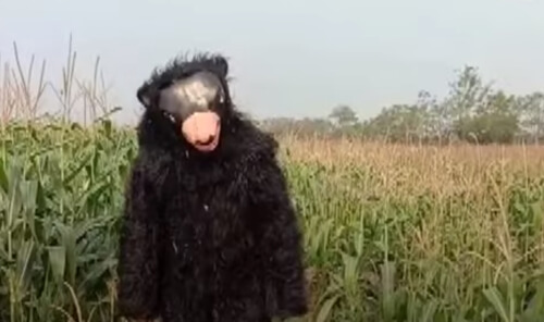 Фермер нанял человека в костюме медведя, чтобы прогонять обезьян со своего поля