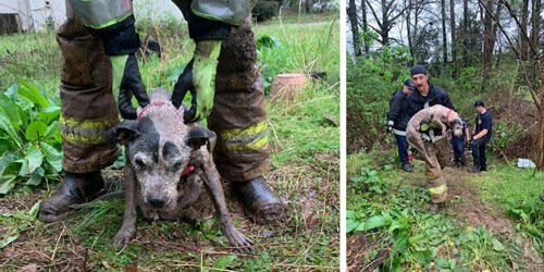 Пожарные спасли собаку, которая забрела в ливневую канализацию