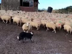 Решительная овца показала молодой собаке, кто является хозяином на ферме