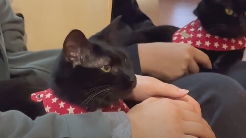 Бездомные чёрные кошки получили гостеприимный приют в кафе