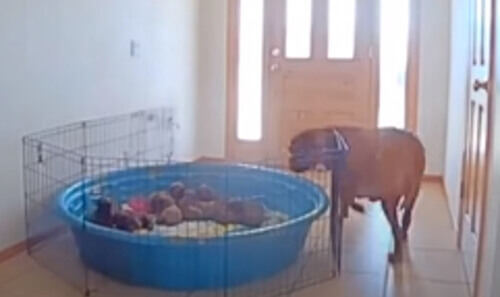 С помощью камеры видеонаблюдения хозяева заставили собаку покормить щенков