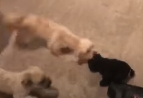 Собаки спасли любимую мягкую игрушку от пылесоса