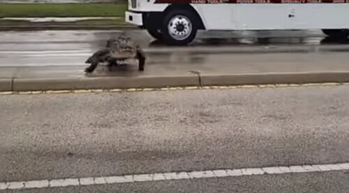 Крупный аллигатор, перешедший через дорогу, удивил автомобилистов