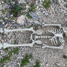 Найденные человеческие останки оказались пластиковым скелетом
