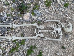 Найденные человеческие останки оказались пластиковым скелетом
