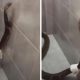 Королевская кобра пробралась в ванную и обмоталась туалетной бумагой