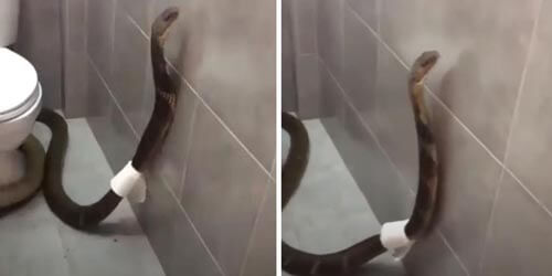 Королевская кобра пробралась в ванную и обмоталась туалетной бумагой