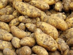 Фабричные рабочие обнаружили гранату, которую первоначально приняли за картофелину