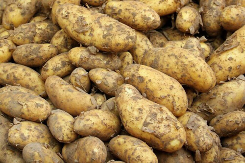 Фабричные рабочие обнаружили гранату, которую первоначально приняли за картофелину