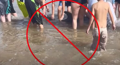 Дельфин, выброшенный на пляж, умер в результате неосторожных действий толпы зевак