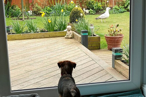 Чайка ворует собачьи игрушки и устраивает беспорядок в саду