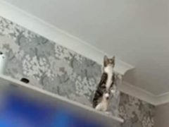 Любопытная кошка отважилась запрыгнуть на потолочный вентилятор