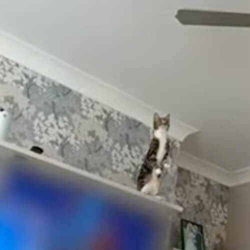 Любопытная кошка отважилась запрыгнуть на потолочный вентилятор