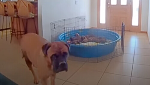 С помощью камеры видеонаблюдения хозяева заставили собаку покормить щенков