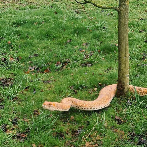Змея, напугавшая людей в парке, оказалась фальшивой