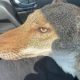 Водительница подобрала сбитую на дороге собаку, не подозревая, что это койот