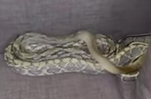 Змея, которую мужчина нашёл на диване, оказалась экзотической