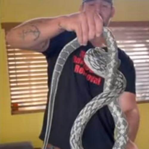 Змея, которую мужчина нашёл на диване, оказалась экзотической