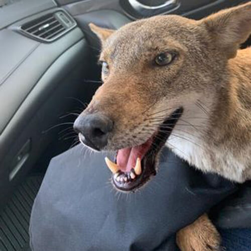 Водительница подобрала сбитую на дороге собаку, не подозревая, что это койот