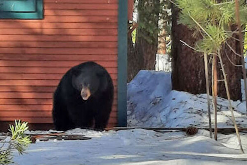Домовладелица выяснила, что под её домом зимовали пять медведей
