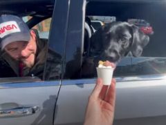 Собака, которую угостили мороженым, заглотила его вместе со стаканчиком