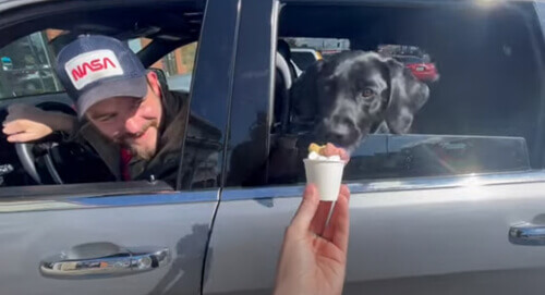 Собака, которую угостили мороженым, заглотила его вместе со стаканчиком