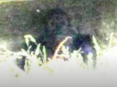 Бигфута, высунувшегося из высокой травы, удалось сфотографировать