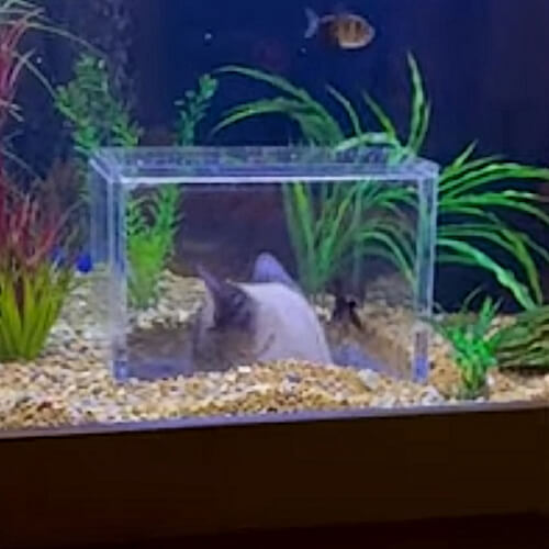 Кот может наблюдать за рыбками с помощью смотровой будки