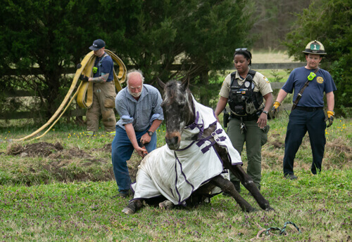 Лошадь, повалившаяся на бок в канаву, получила помощь