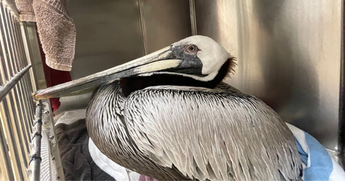 Пеликан с крючком, воткнувшимся в его шею, застрял в зарослях