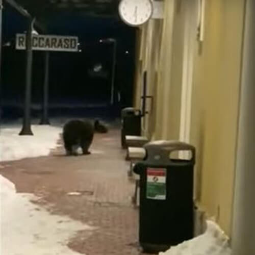 Медведя, любящего выпечку, дважды выдворяли из города, но он вновь вернулся