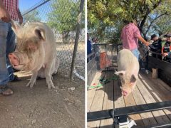 Строители на тракторе загнали сбежавшую свинью в ловушку