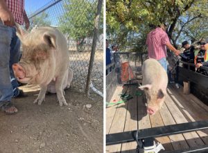 Строители на тракторе загнали сбежавшую свинью в ловушку