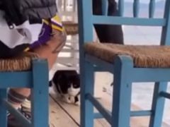Посетитель ресторана, столкнувший котёнка в море, был арестован