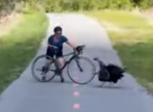 Агрессивная индейка терроризирует пешеходов и велосипедистов