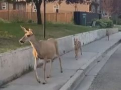 Самка оленя прогулялась по городу в сопровождении двух детёнышей