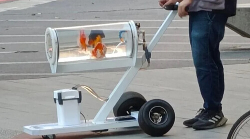 Изобретатель создал передвижной аквариум, чтобы гулять со своими золотыми рыбками