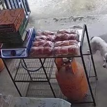 Собака пришла в магазин, чтобы украсть еду