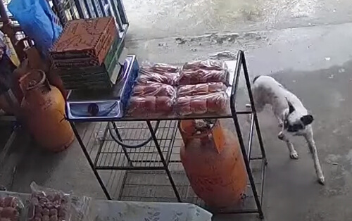 Собака пришла в магазин, чтобы украсть еду