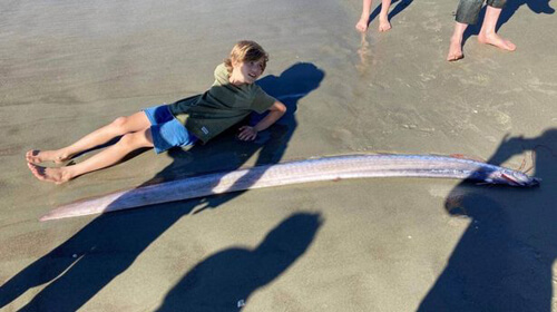 Придя на пляж, люди нашли редкую рыбу с длинным телом